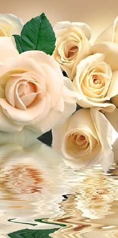 Белые розы Фотообои VIP 294см х 260см Тула