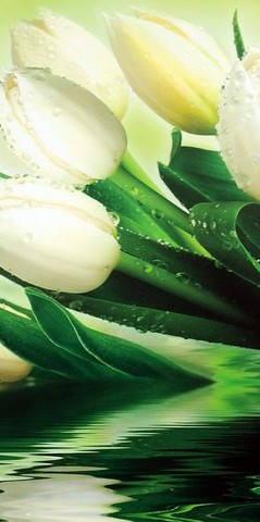 Белые тюльпаны Фотообои VIP 294см х 260см Тула