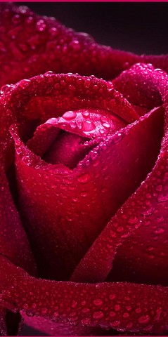 Бархатная роза №126 Фотообои глянец. 98*134/2л/Тула